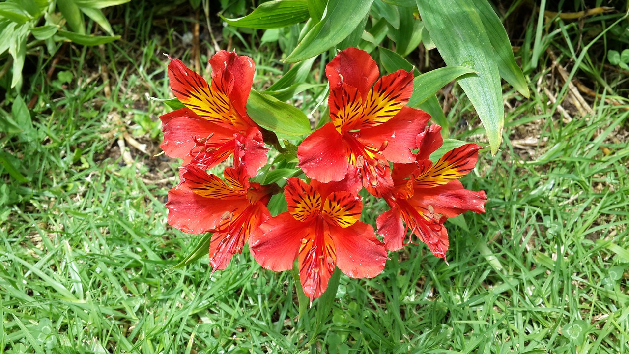 lily red flowers free photo