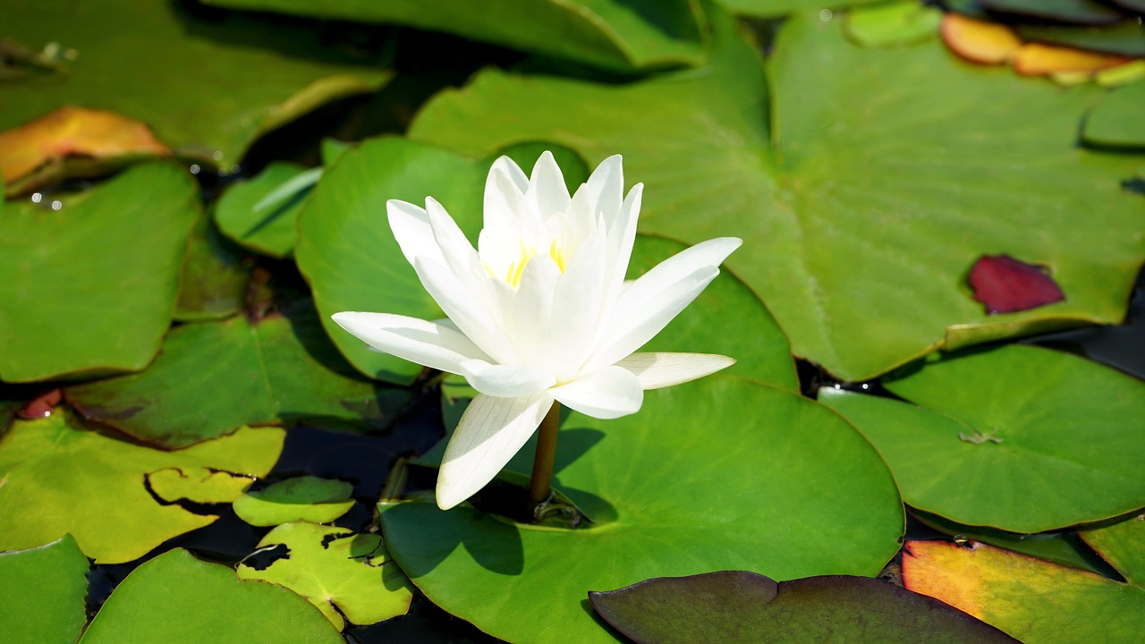 lilly flower nature free photo