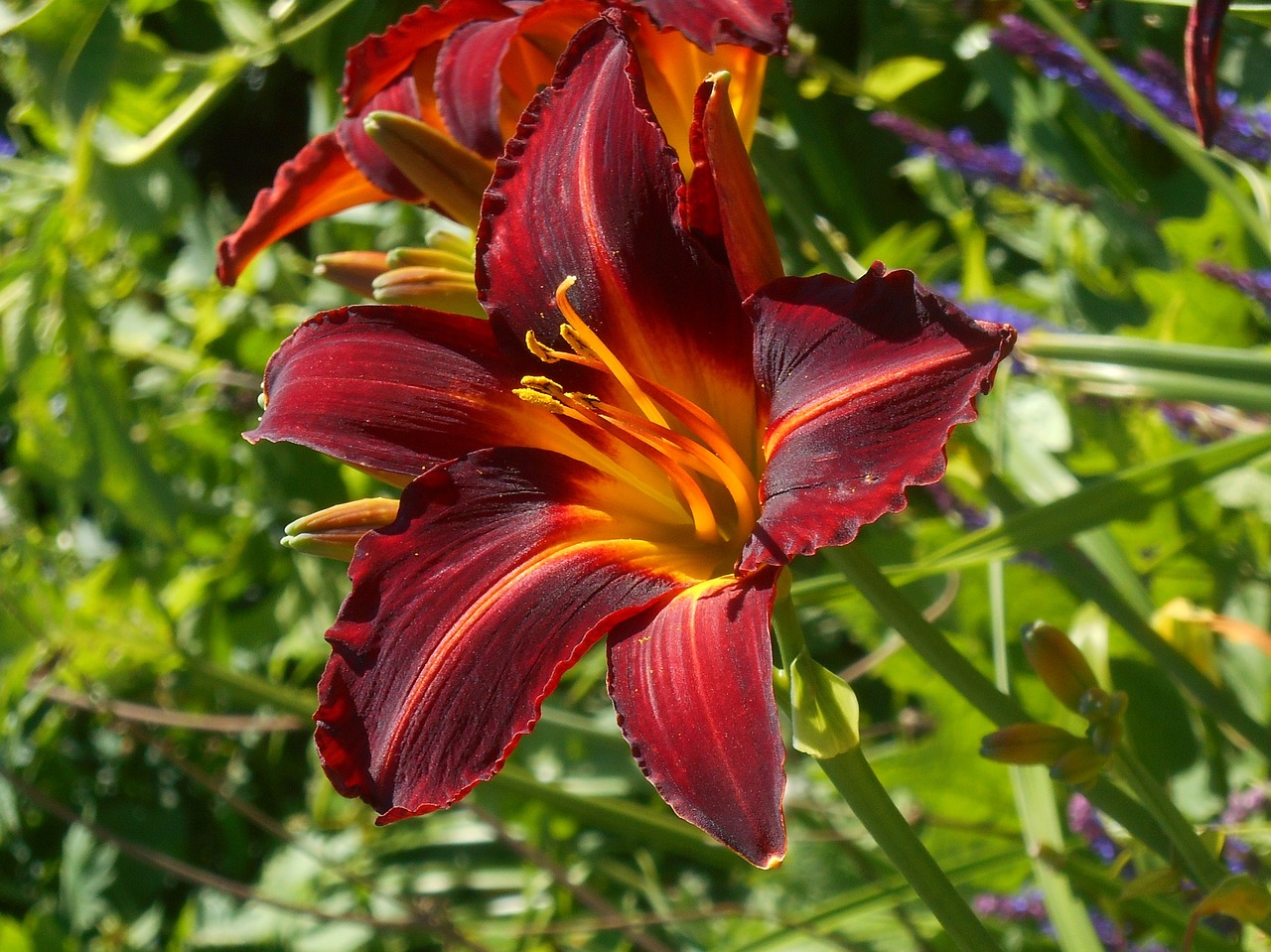 lilly red garden free photo