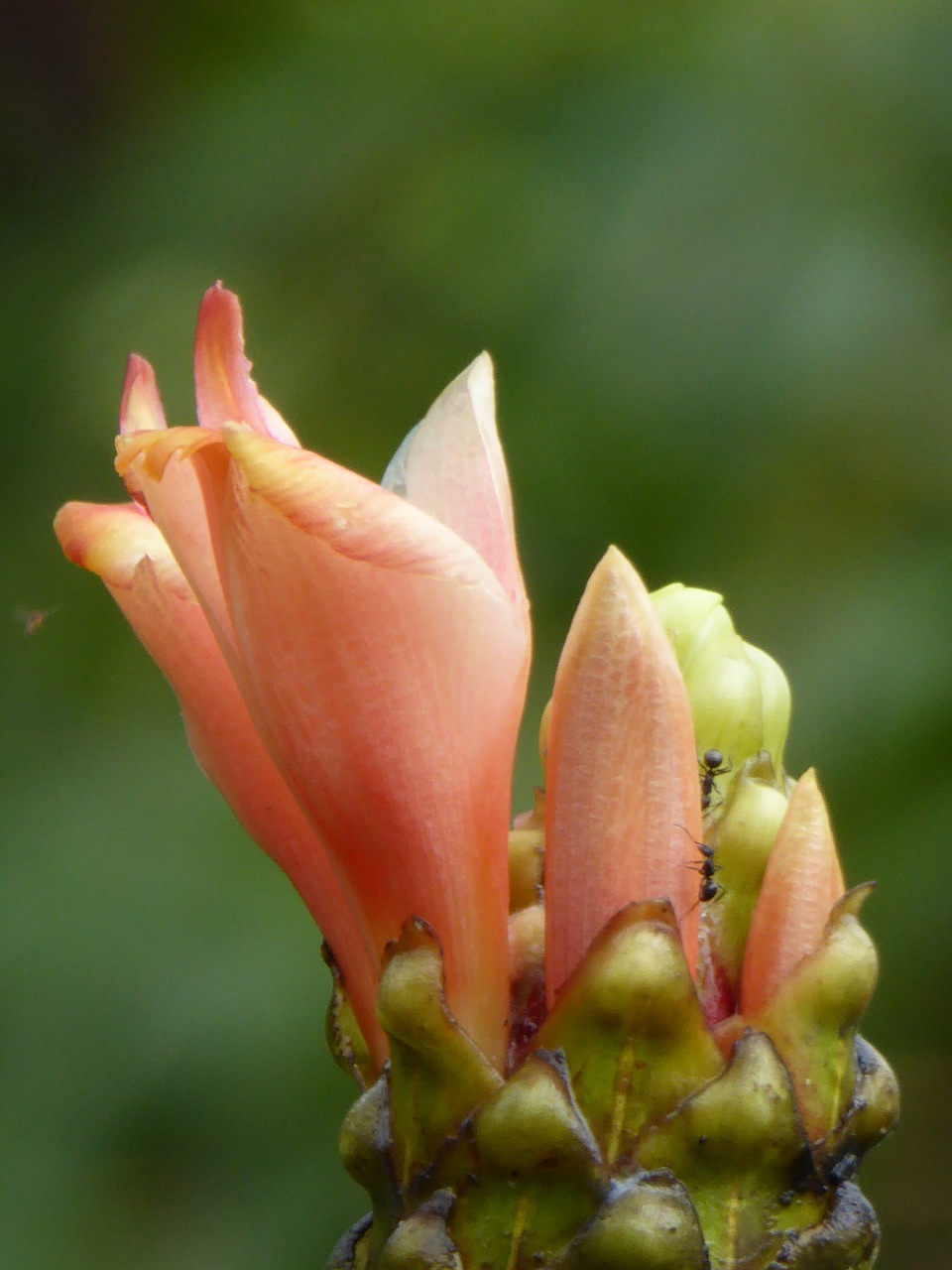 lilly peruvian plant free photo