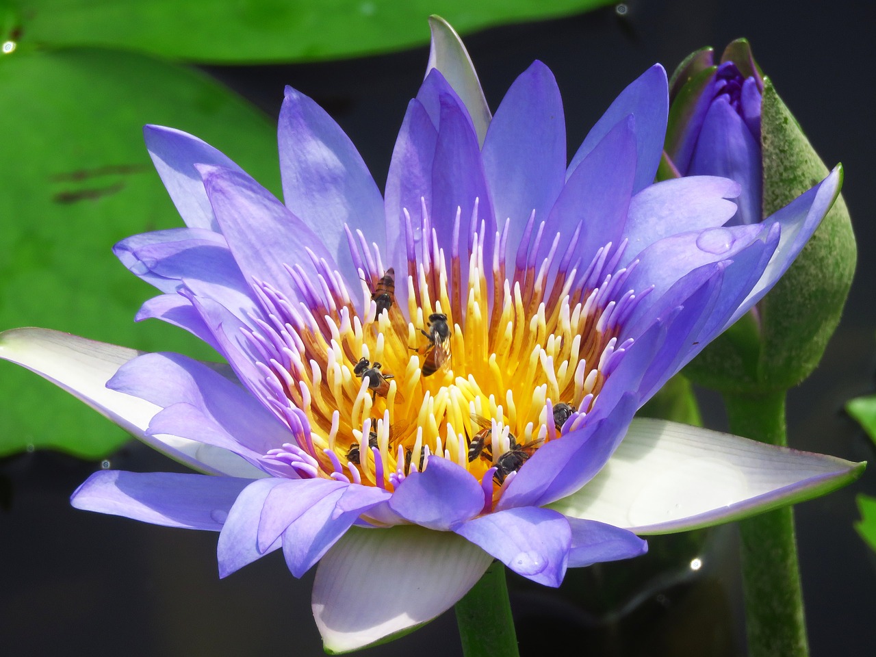 lilly flower honeybee free photo