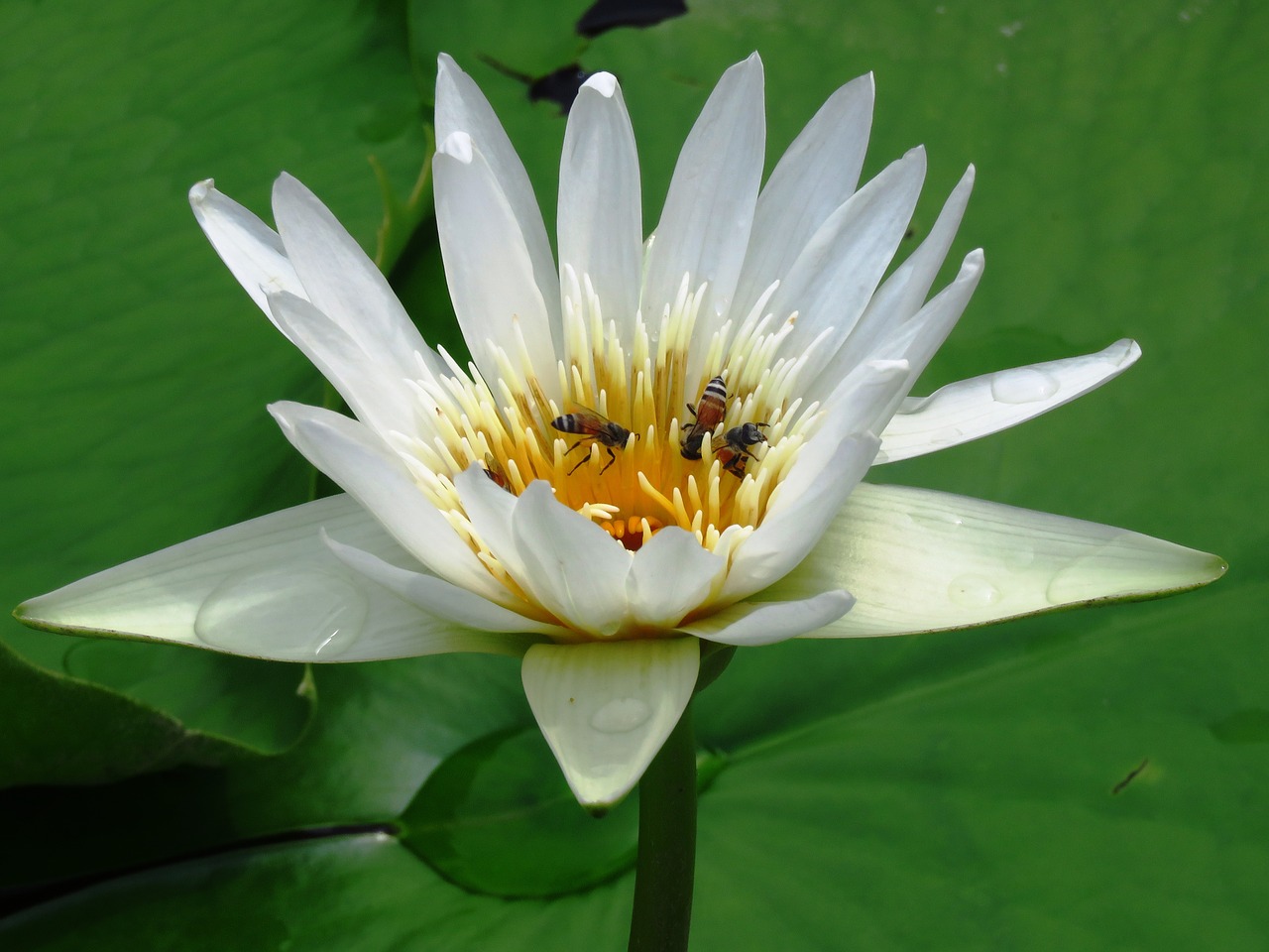 lilly flower honeybee free photo