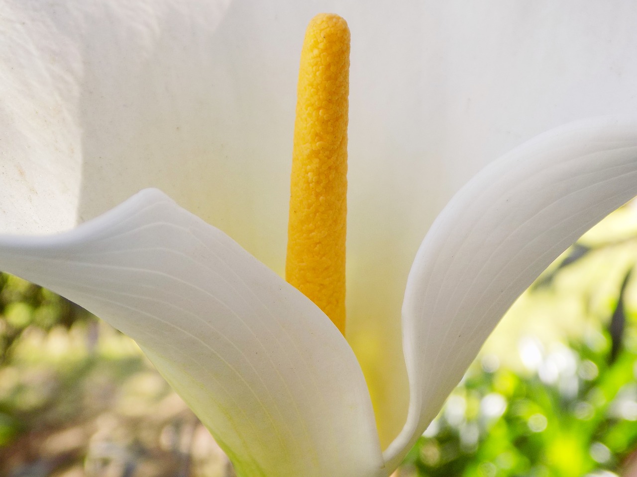 lilly flower white flower free photo