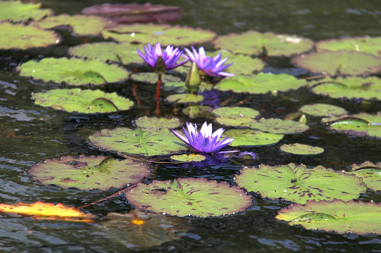 lilly nature flower free photo