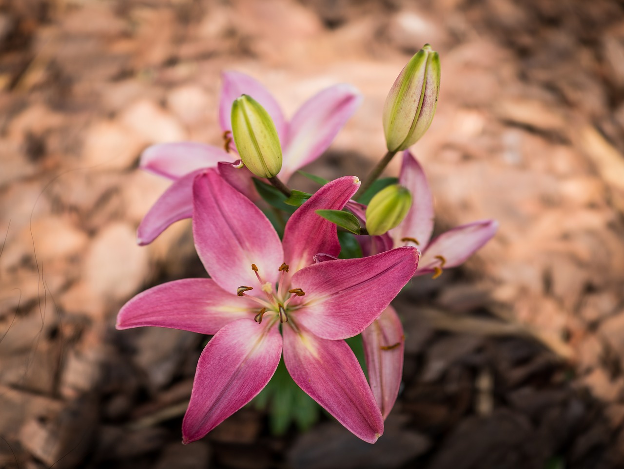 lilly pink easter free photo