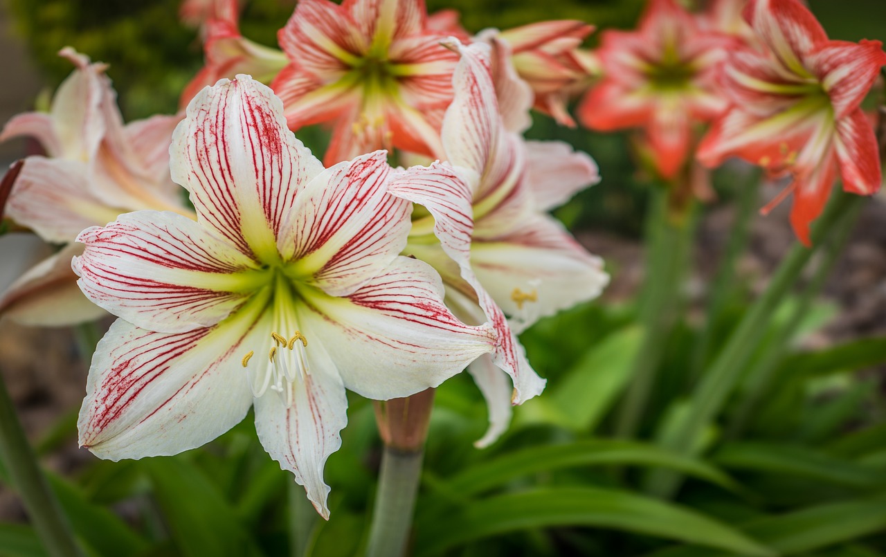 lilly easter flowers free photo