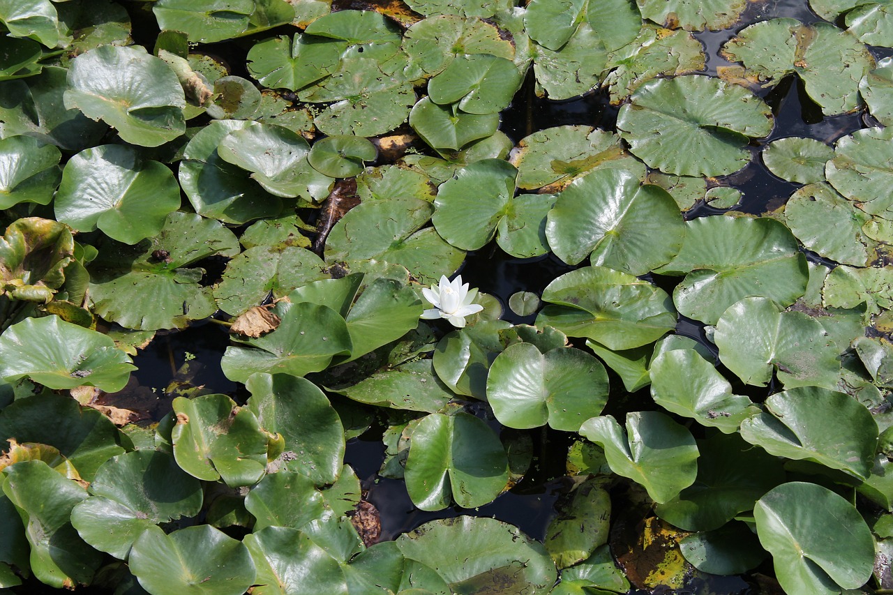 lilly  pad  flower free photo