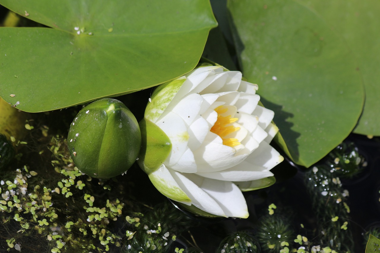 lilly  pond  floating flower free photo