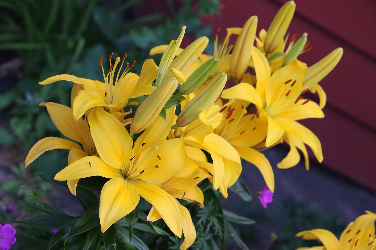 lilly  yellow  flowers free photo