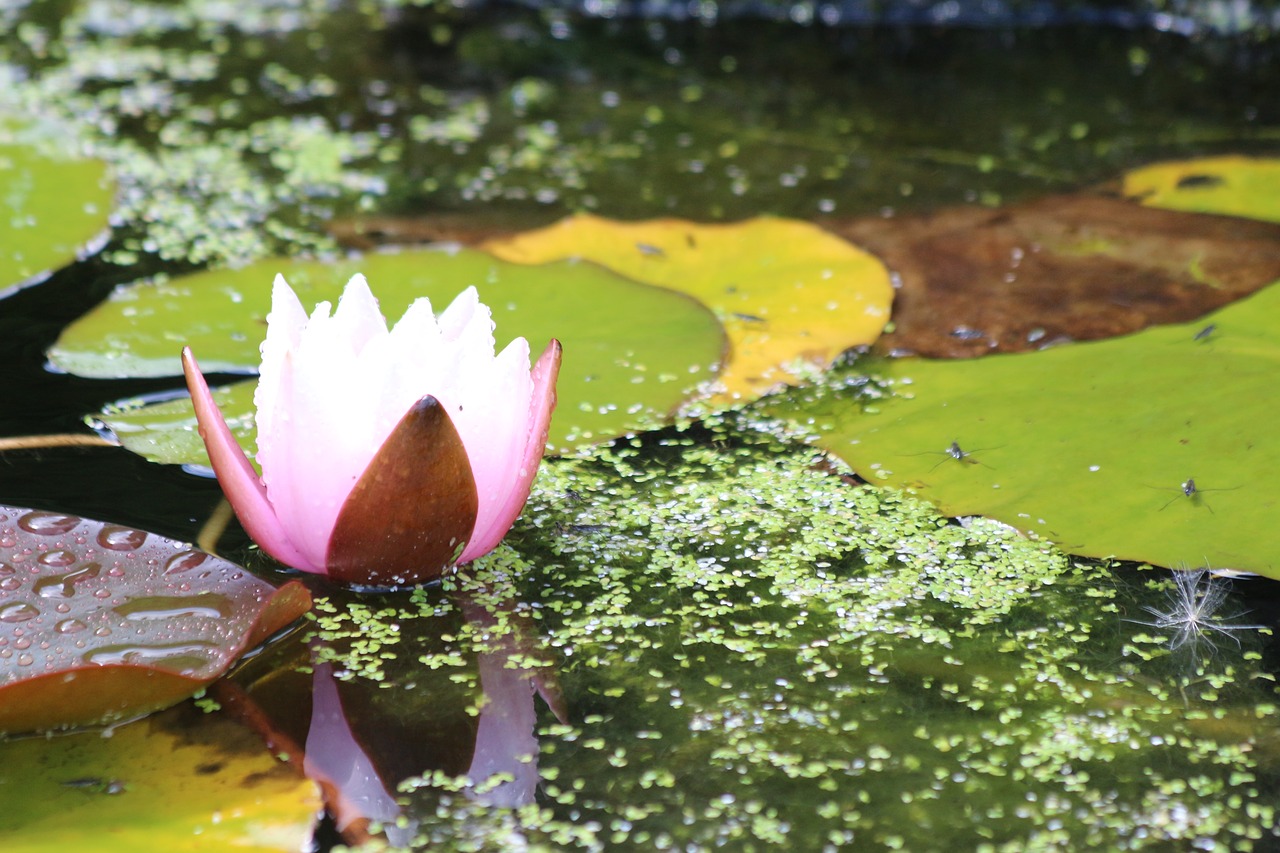 lilly  pond lilly  lotus flower free photo