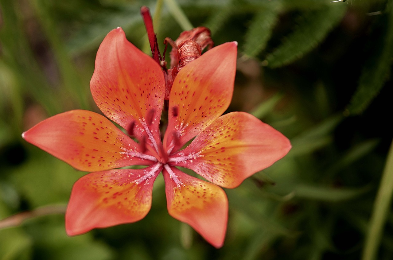 lily flower nature free photo