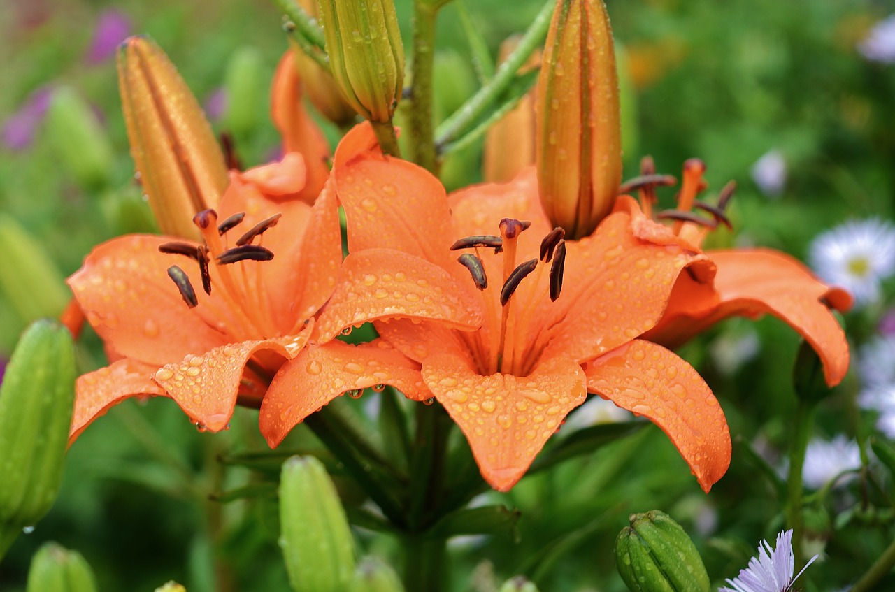 lily flower floral free photo