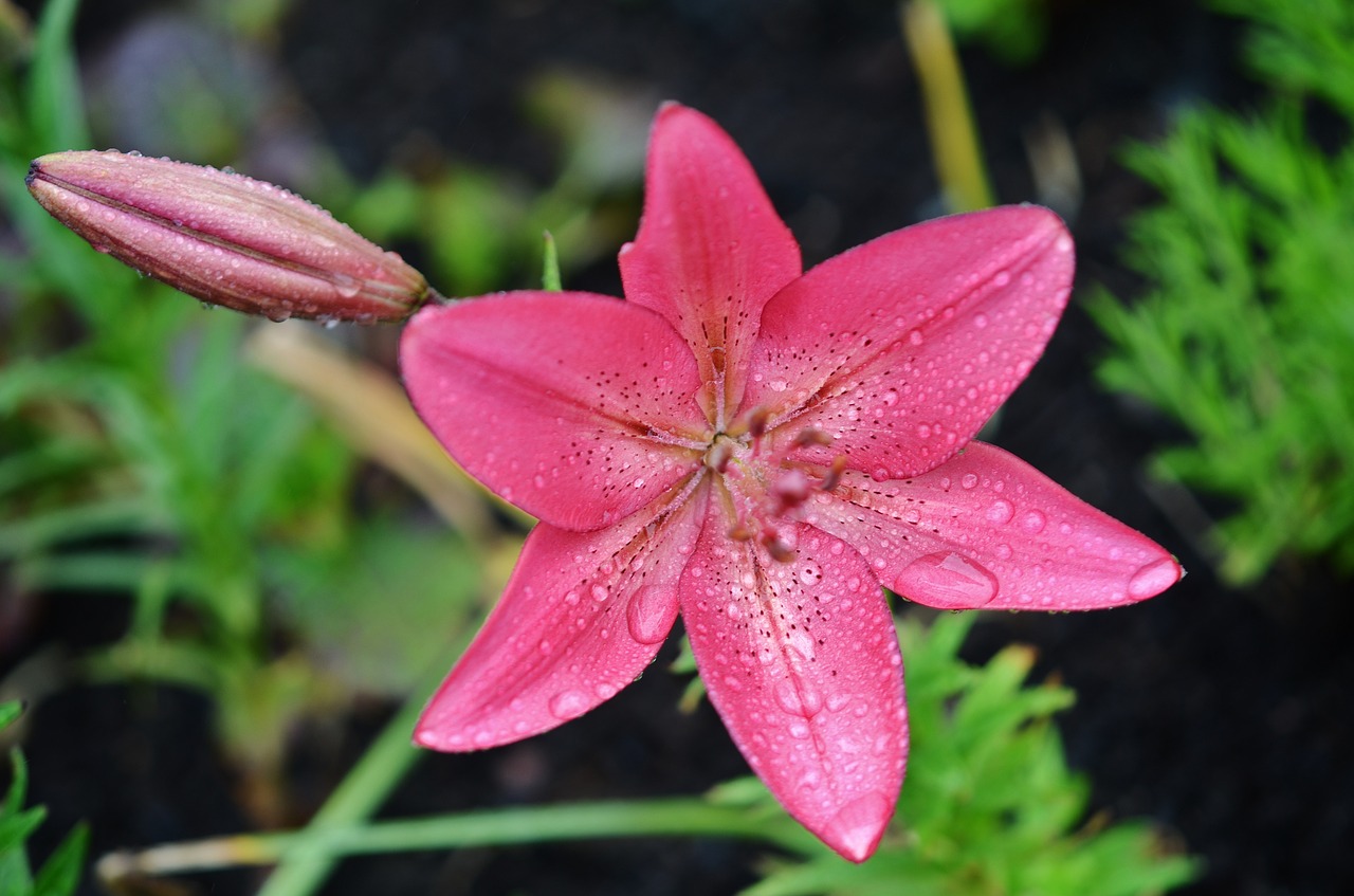 lily flower floral free photo