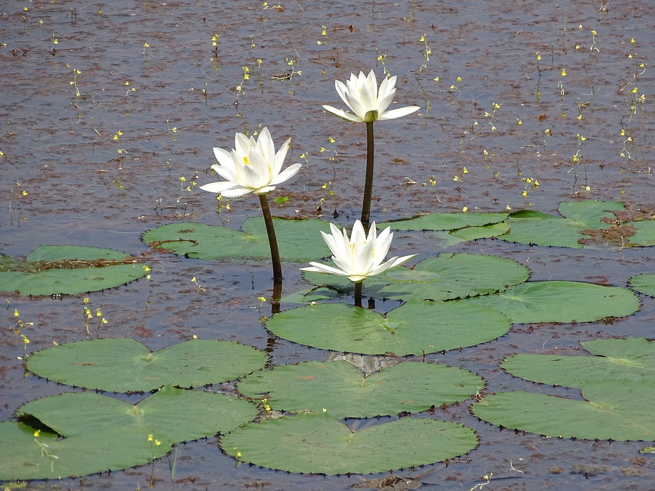 lily lilly pond white free photo