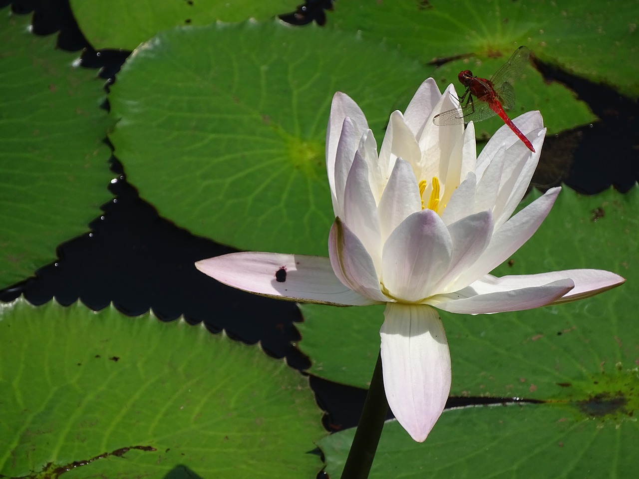 lily fly water lily free photo
