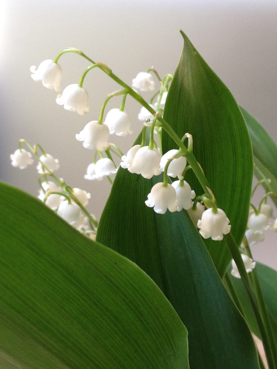 lilly of the valley white flower spring free photo