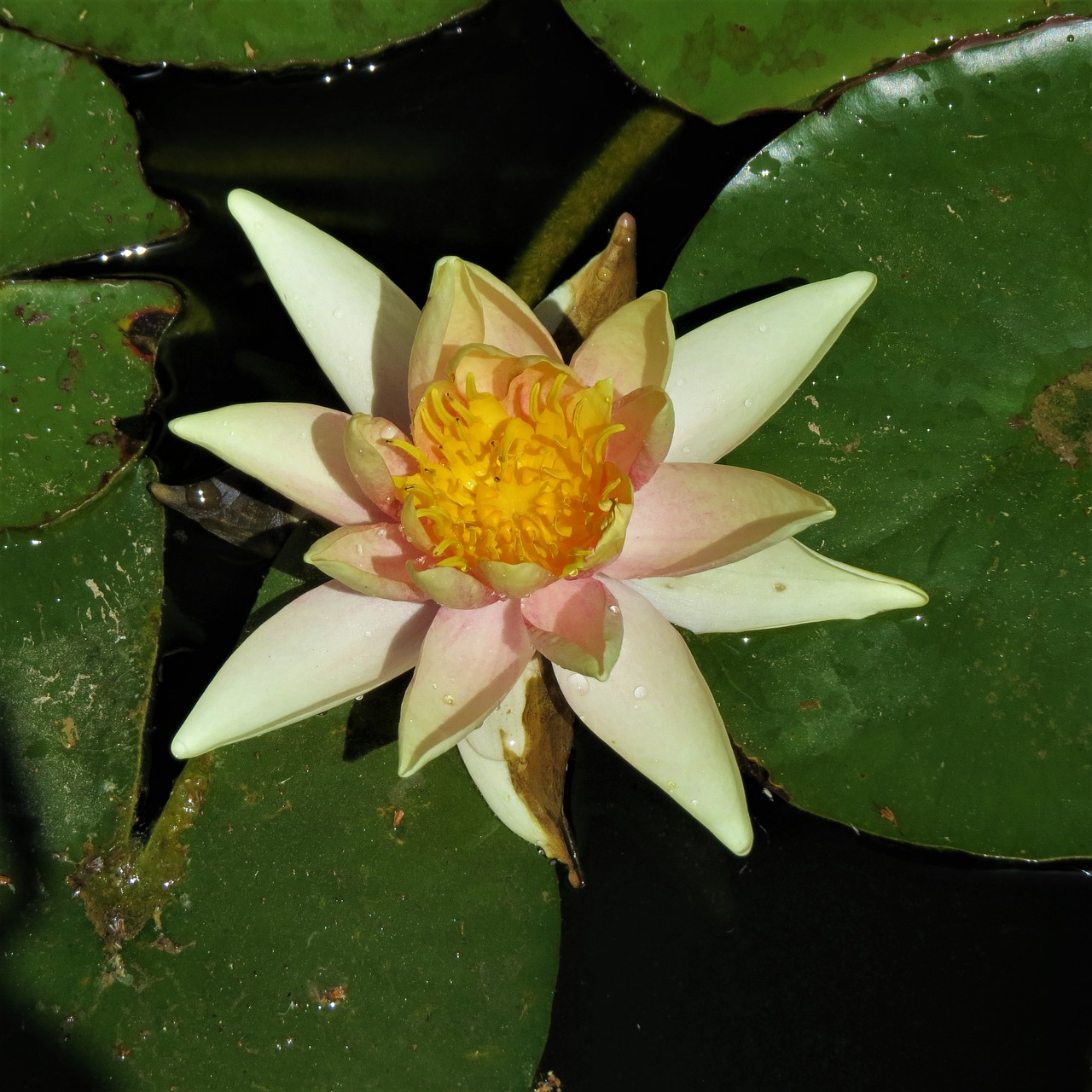 lilly pad yellow flower free photo