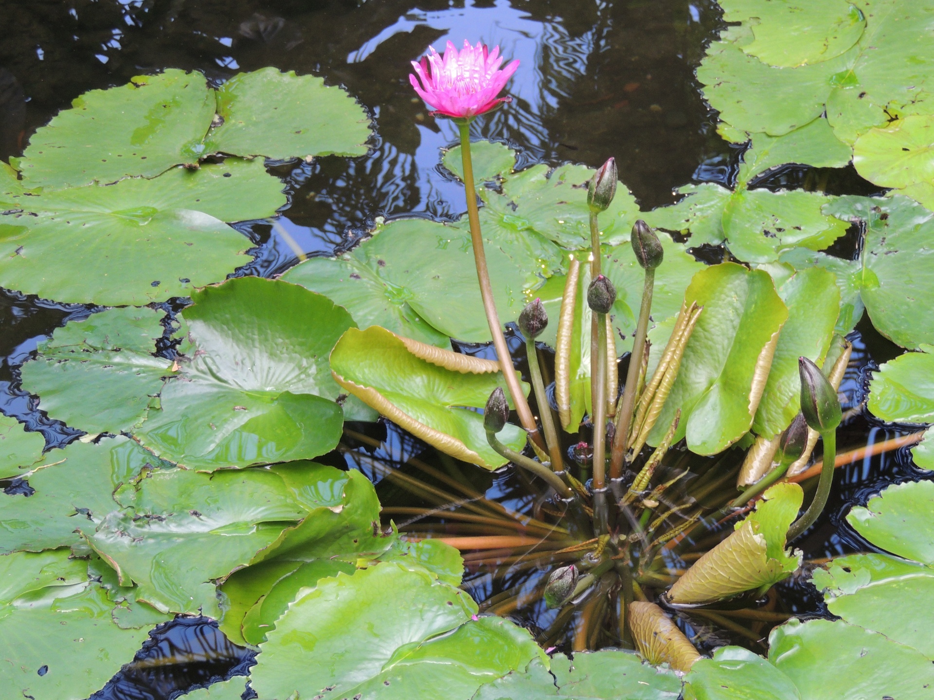 lily lilly pad free photo