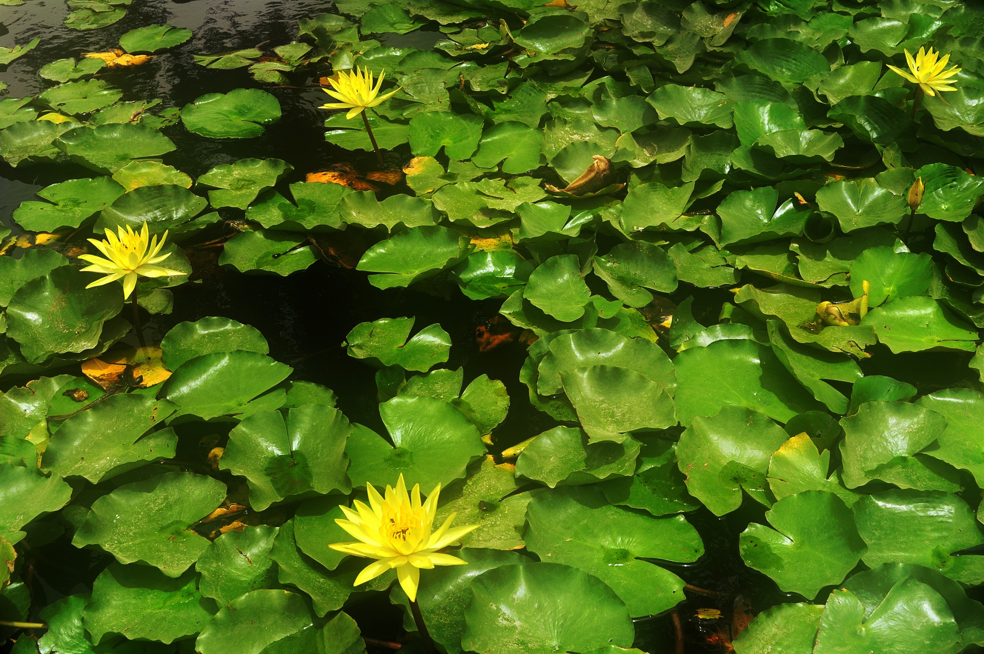 lily pond leaves free photo