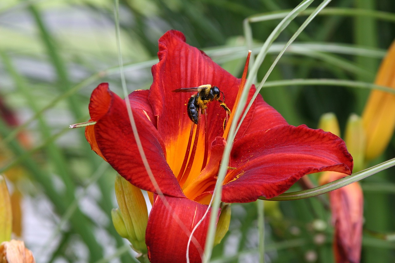 lily bee pollen free photo