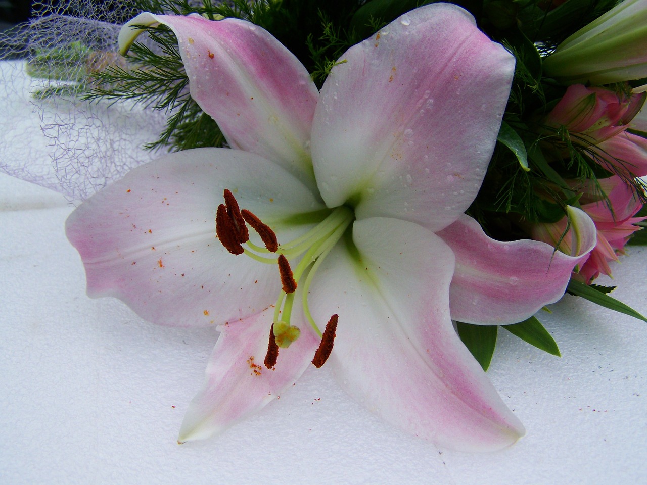 lily pale pink cut flower free photo