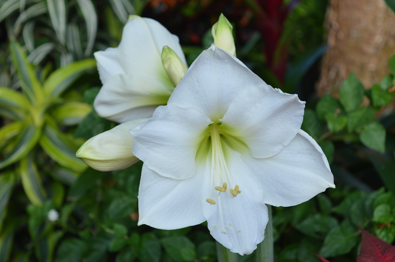 lily flower white free photo