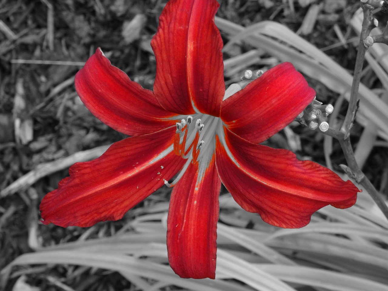 lily flower black red free photo