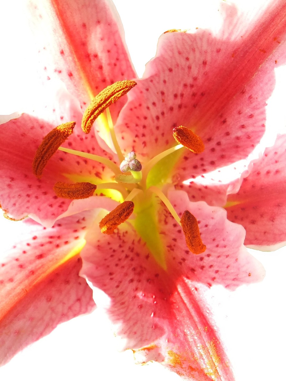 lily flower pink free photo