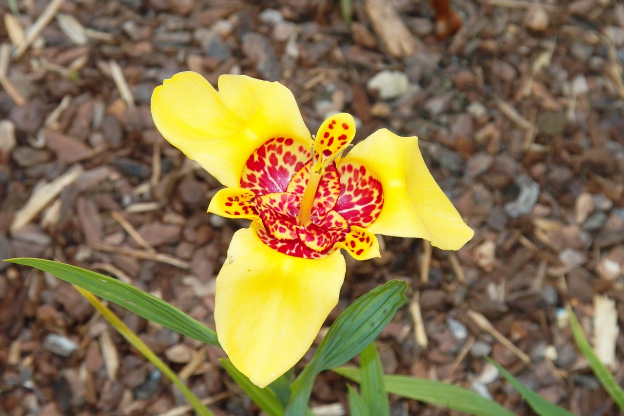 lily flower yellow free photo