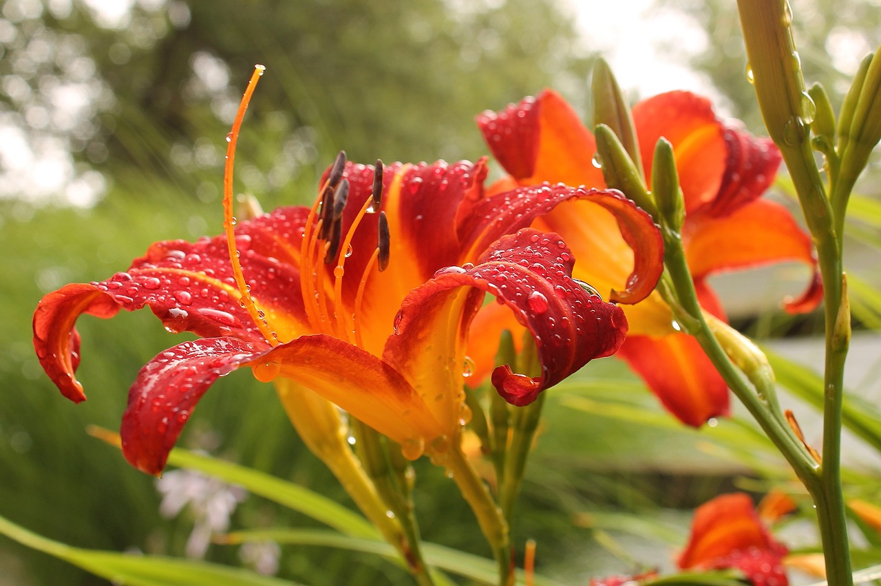 lily day lily fresh free photo