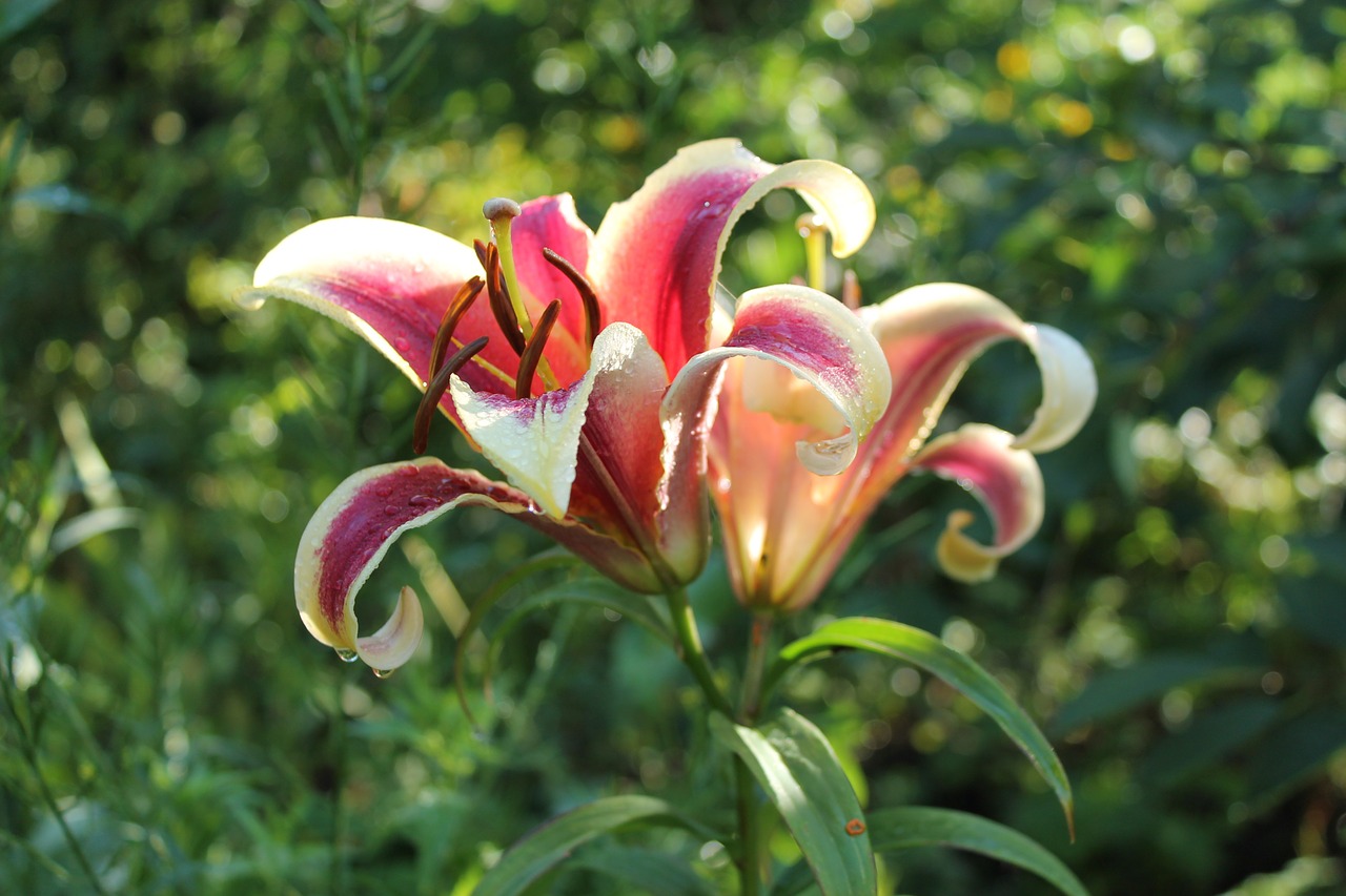 lily summer flower free photo