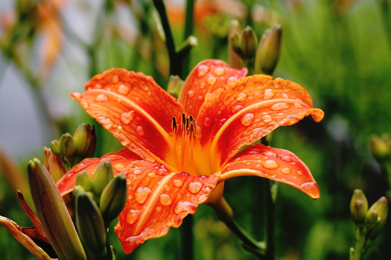 lily flower blossom free photo