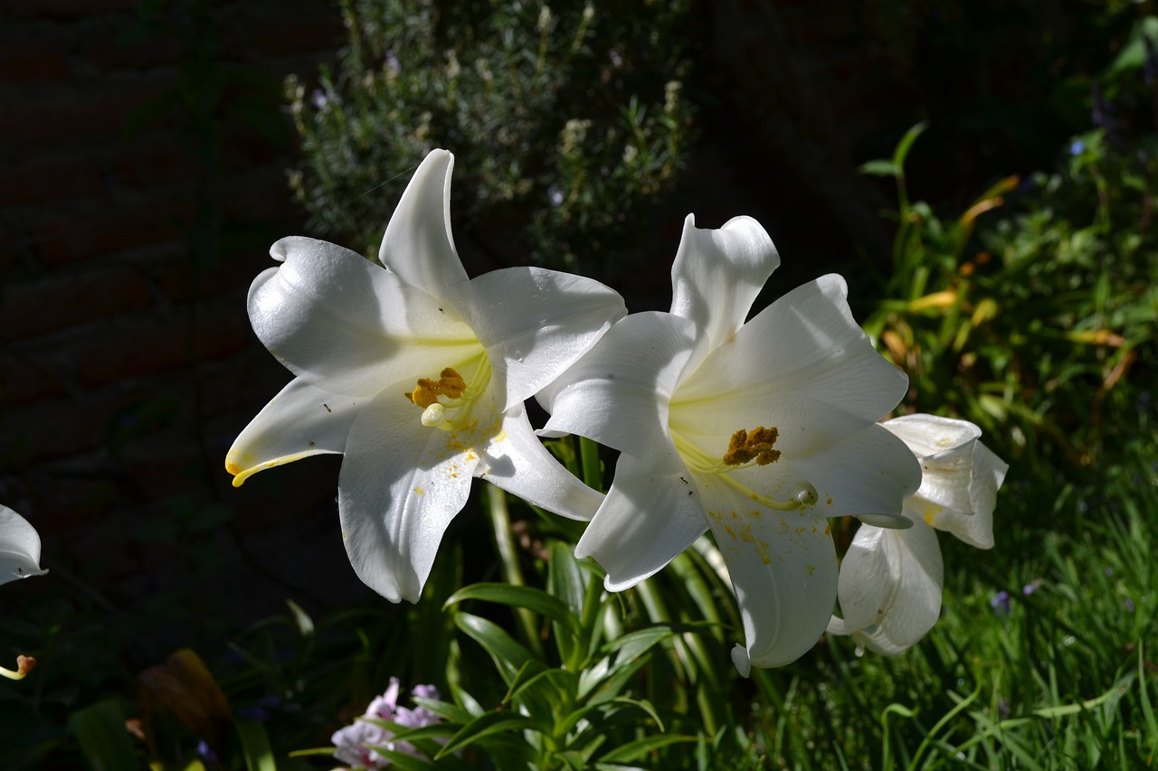 lily white flower free photo