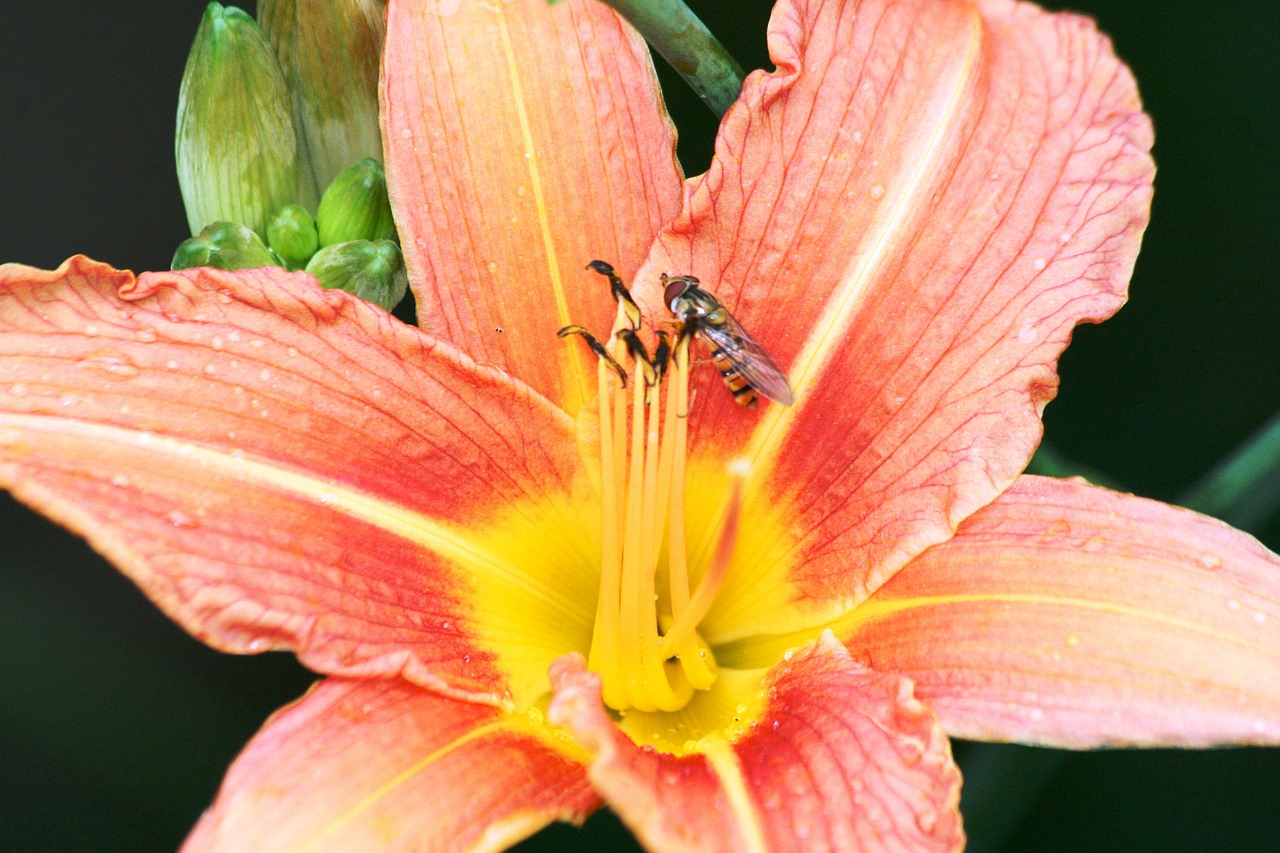 lily flower pink free photo