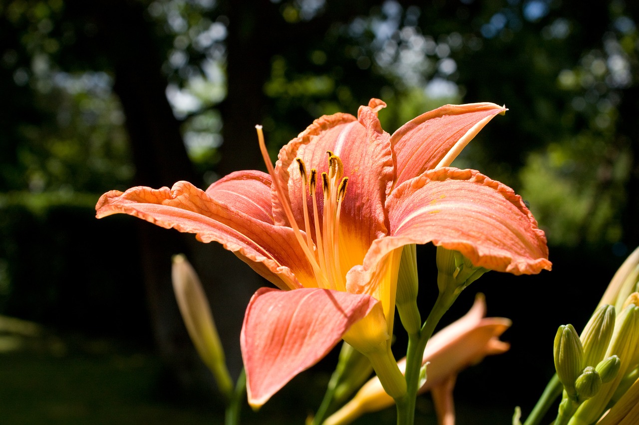 lily flower iris free photo