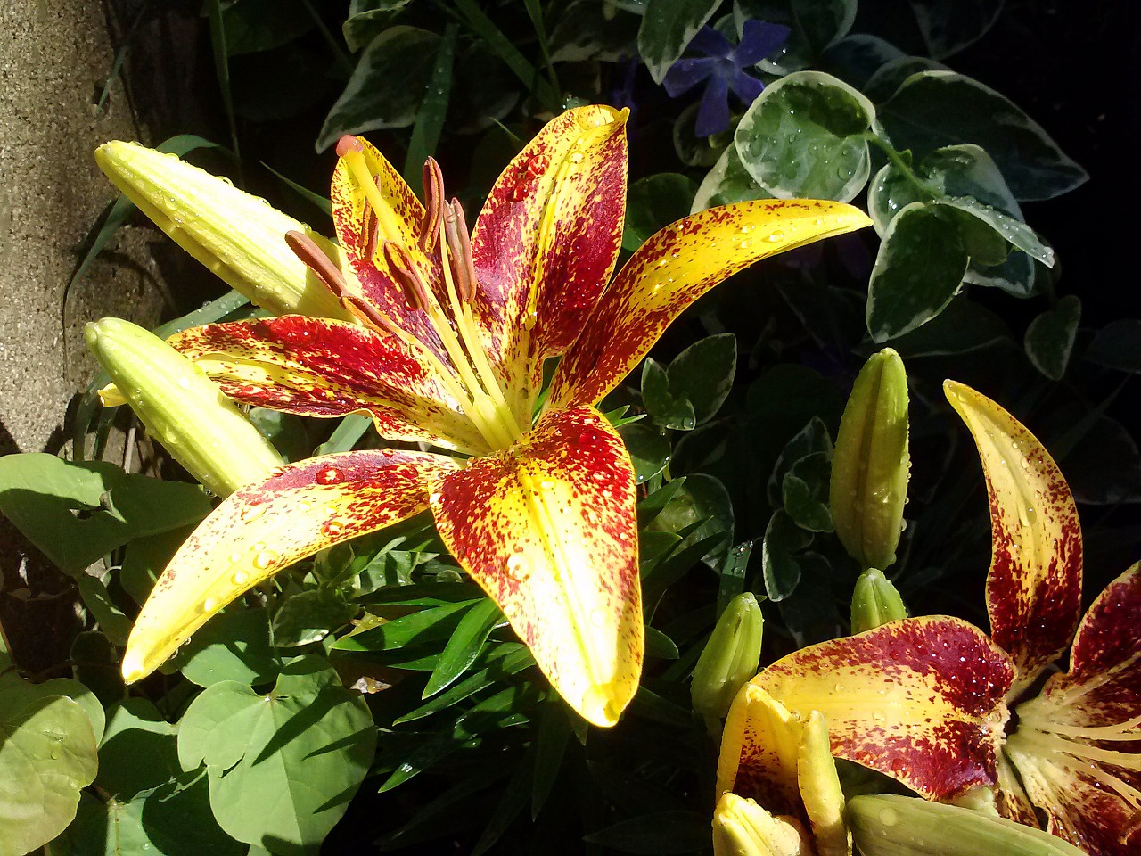 lily asiatic floral free photo