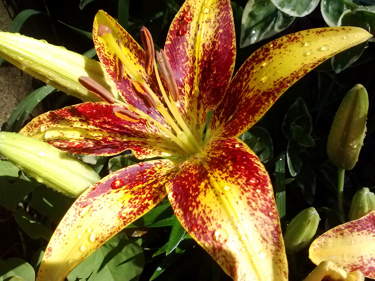 lily asiatic floral free photo