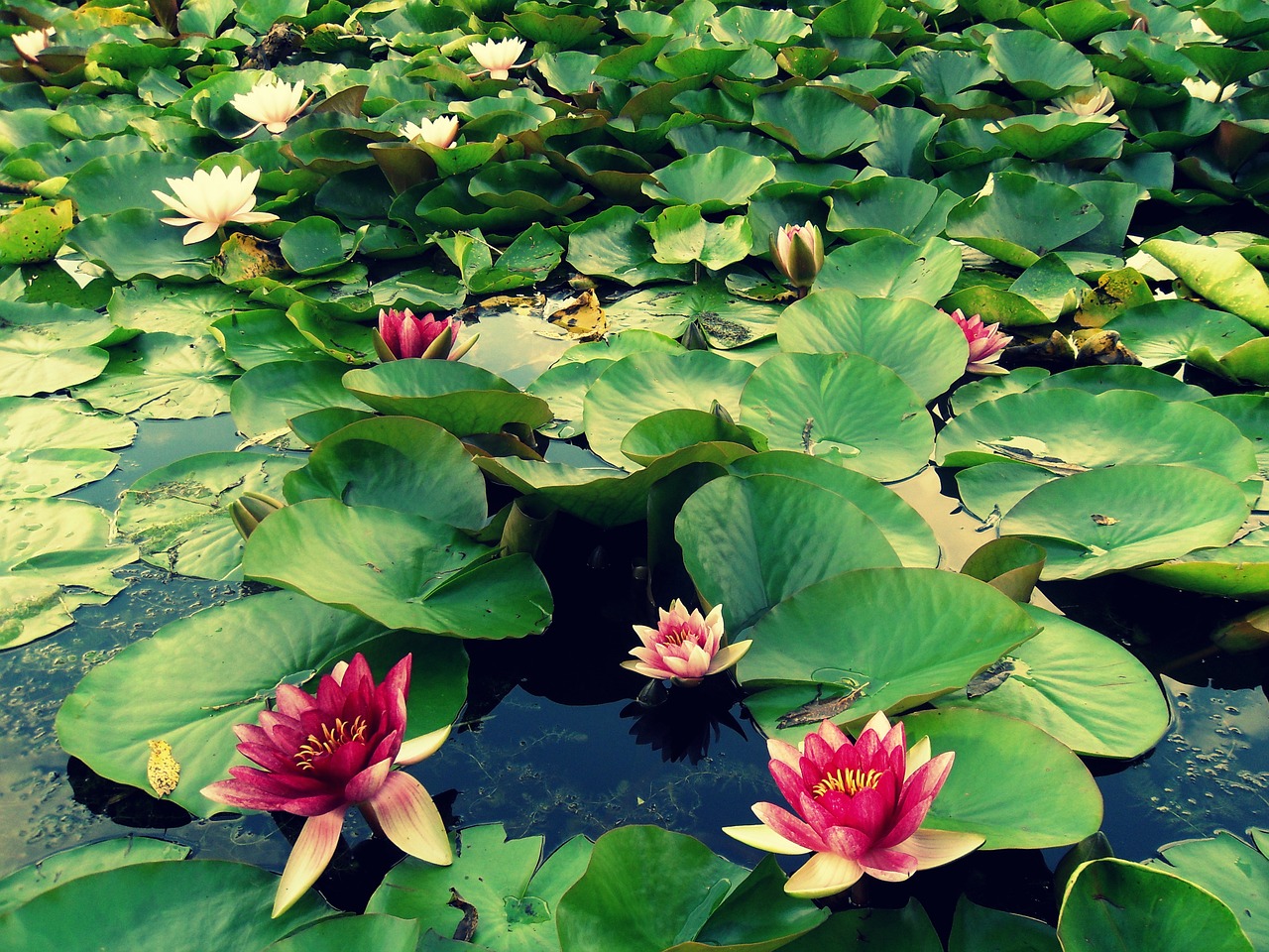 lily water macro free photo