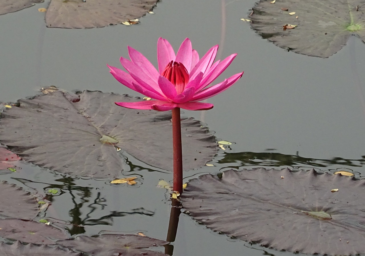 lily flower red water lily free photo