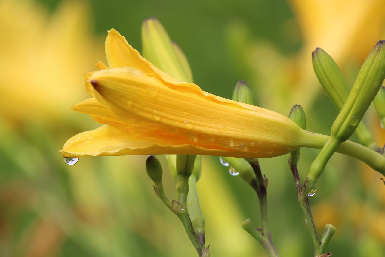 lily yellow flower easter free photo