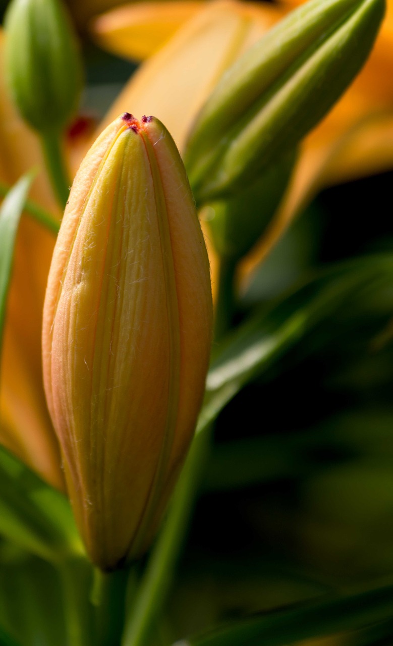 lily flower daylily free photo