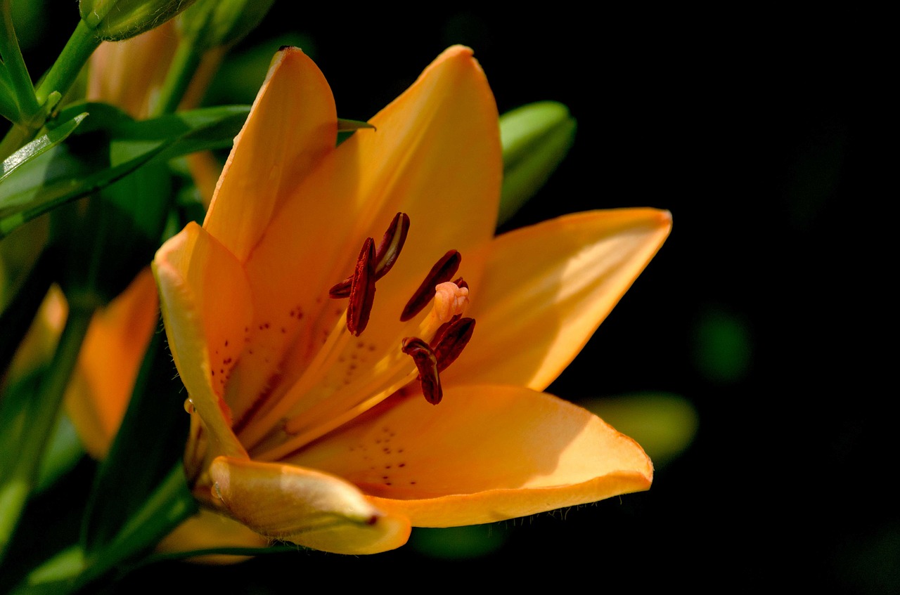 lily flower daylily free photo