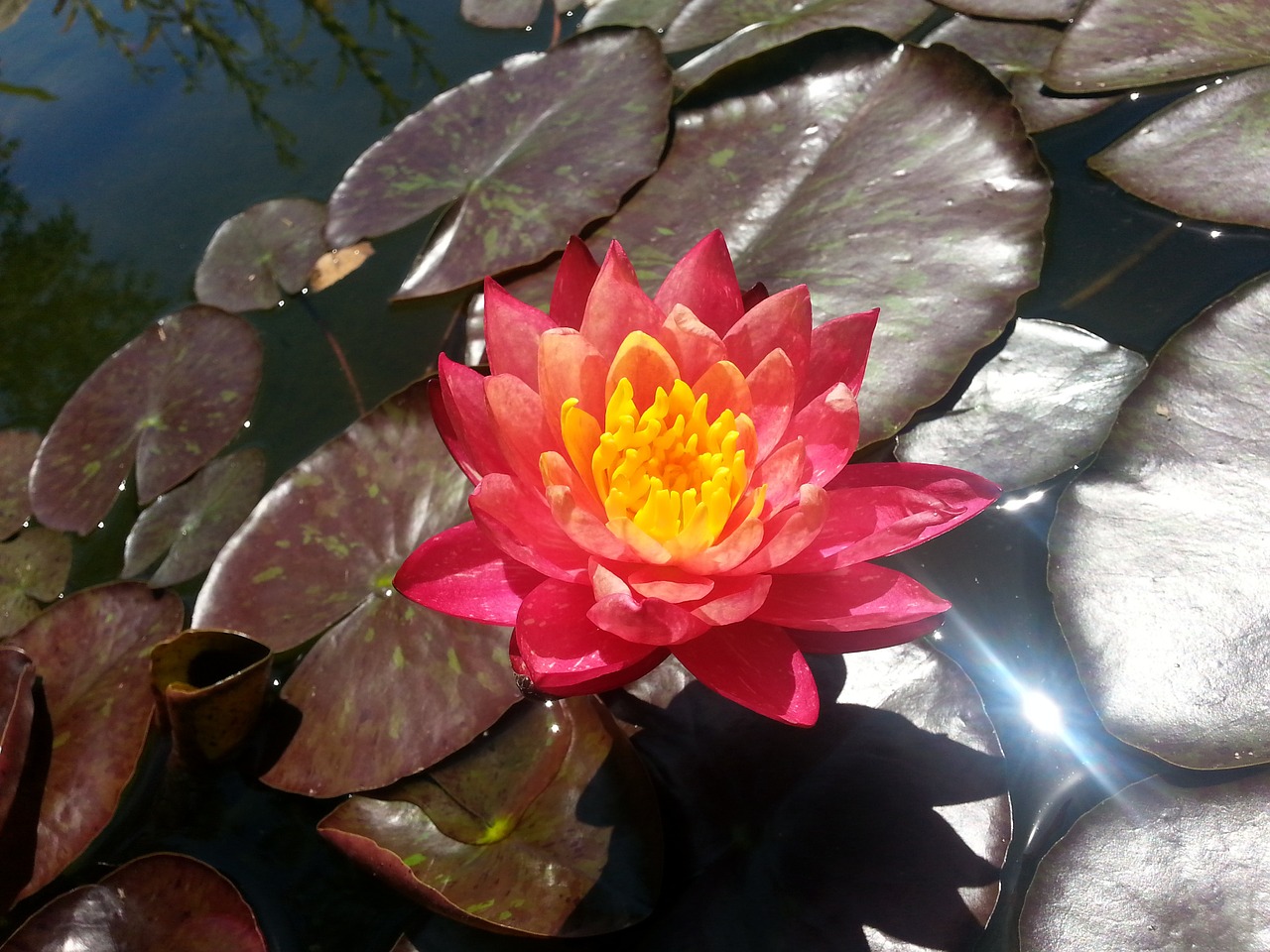 lily pond water free photo