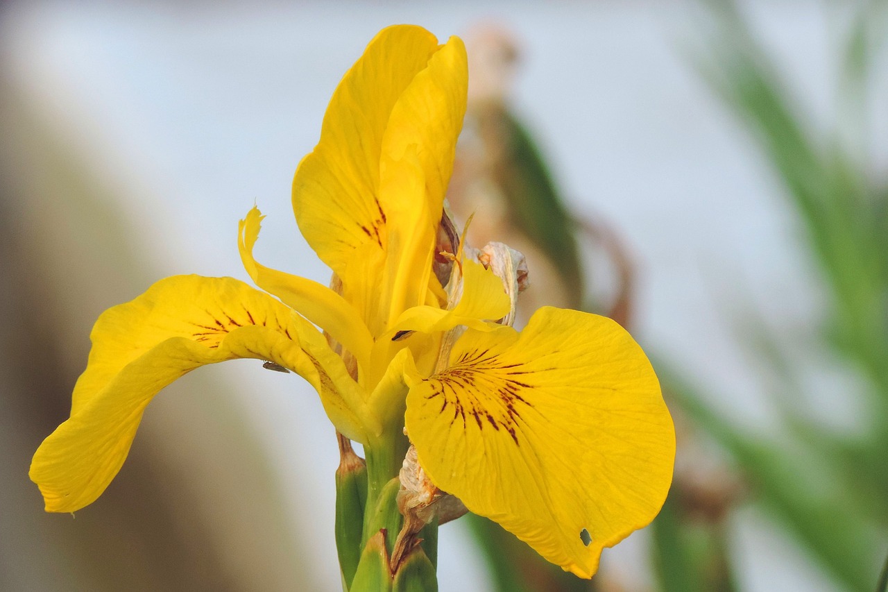 lily yellow garden free photo