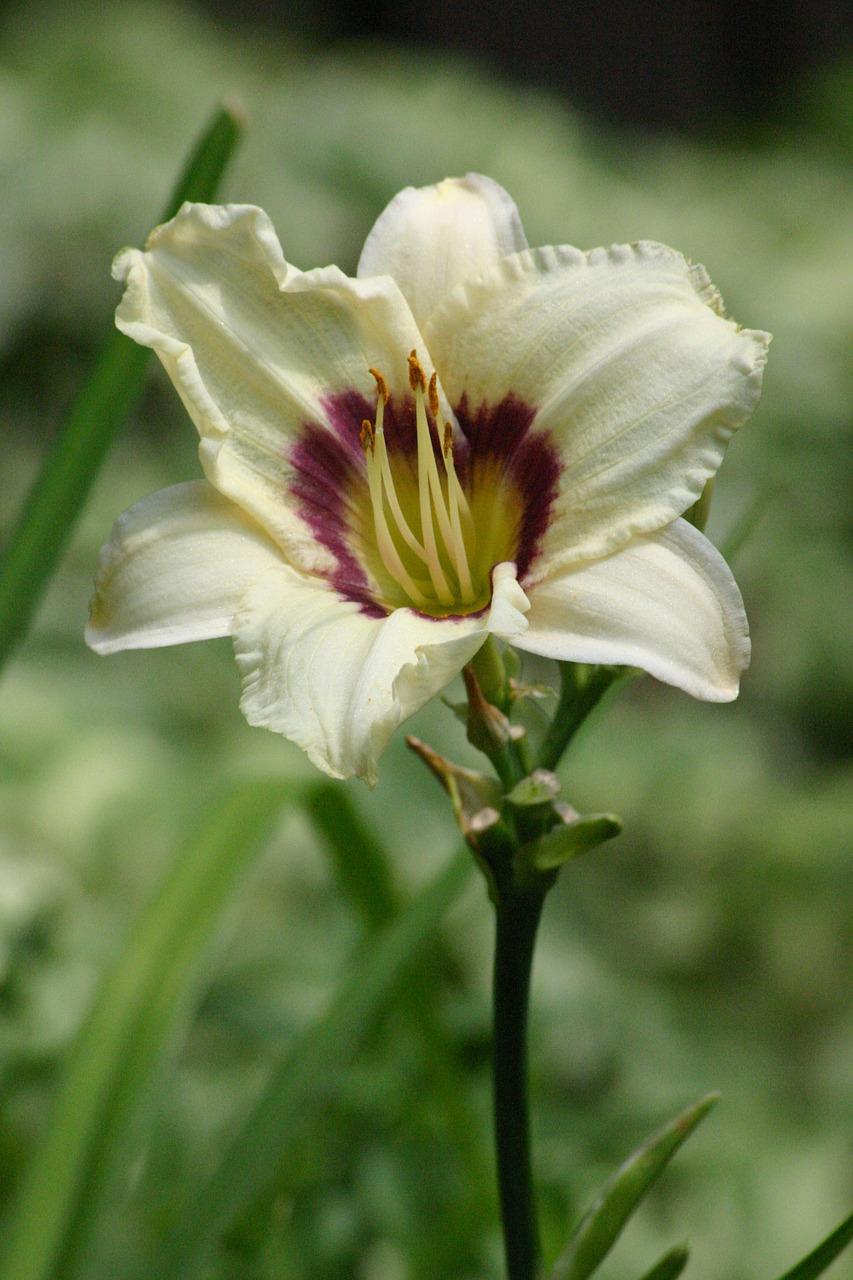 lily daylily cream free photo