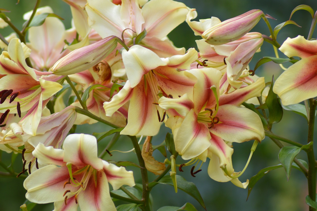 lilies garden blossom free photo