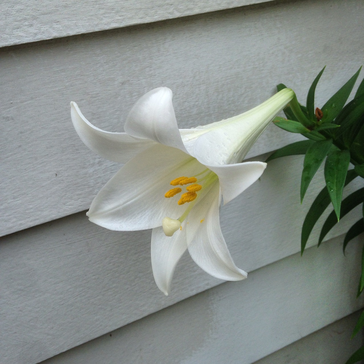 lily easter lily flower free photo