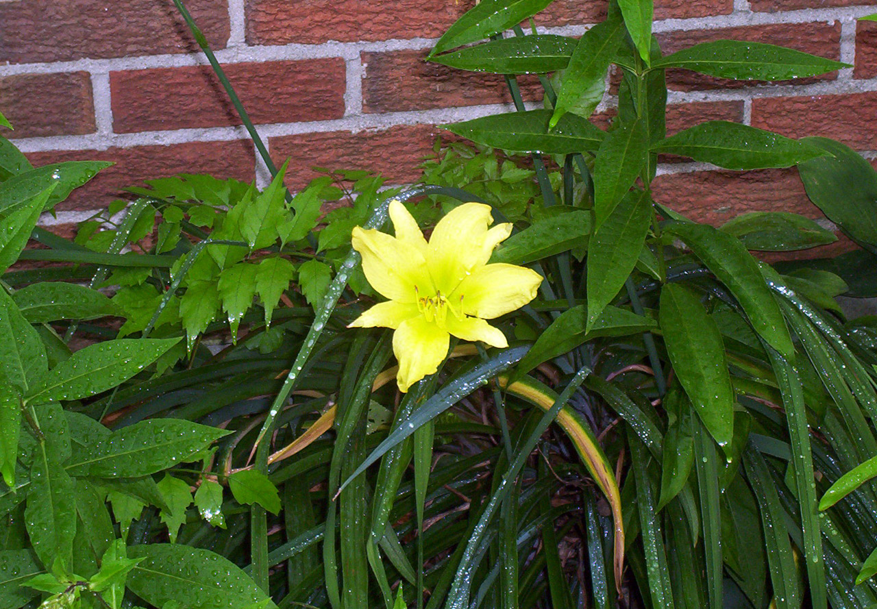 yellow lily flower free photo