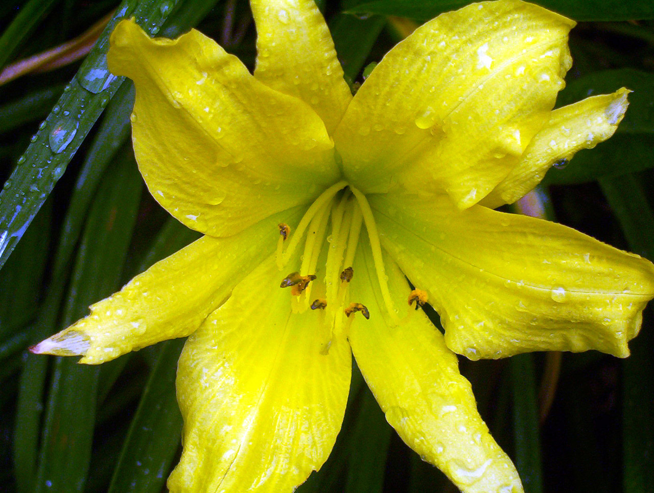 yellow lily flower free photo