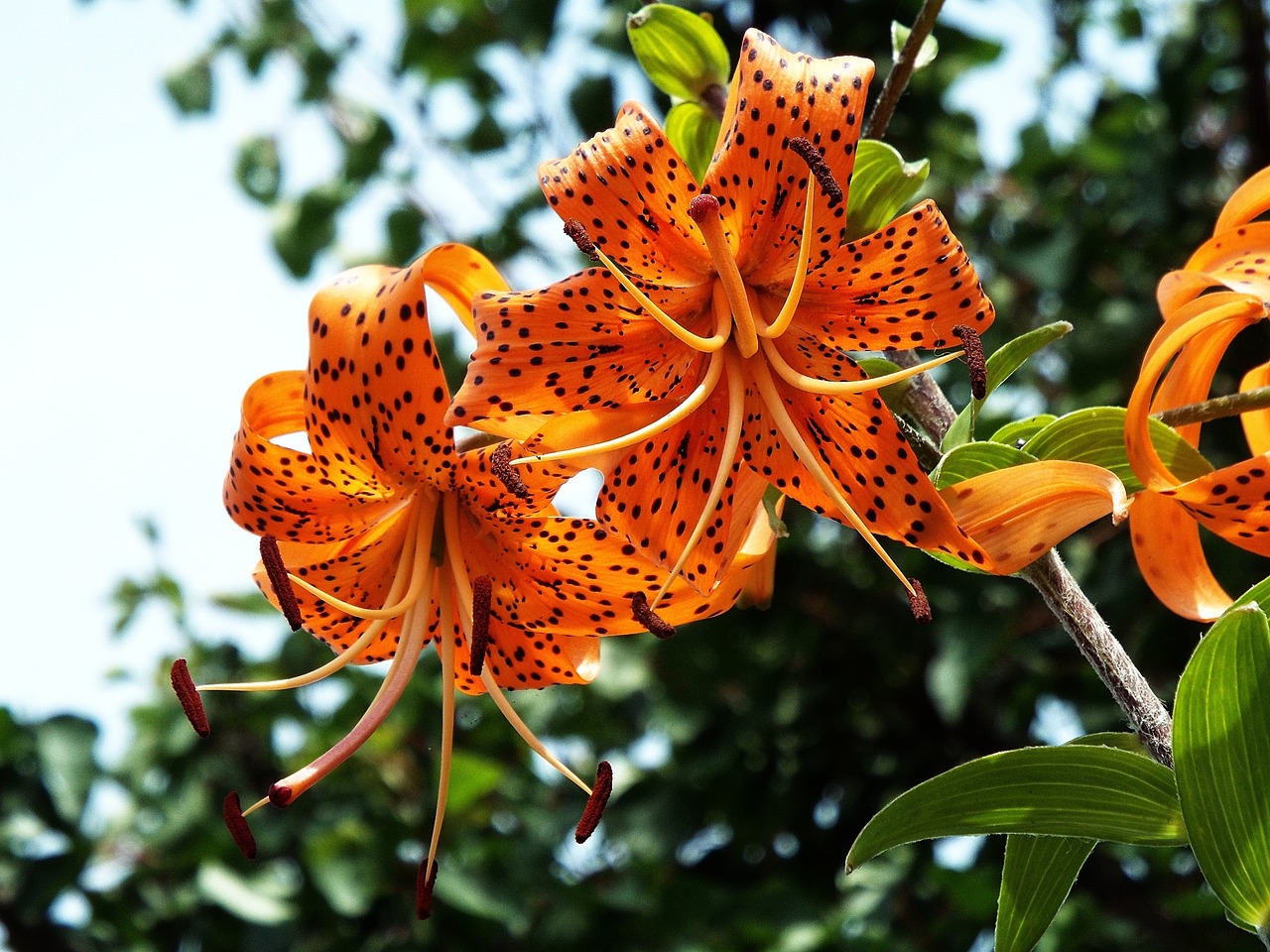 tiger lilies orange flower free photo